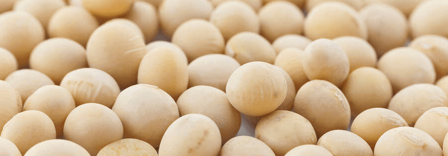 Cells of a Raw Soybean