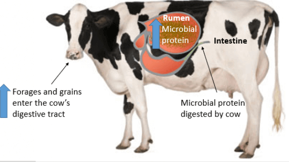 Microbial Protein in Dairy